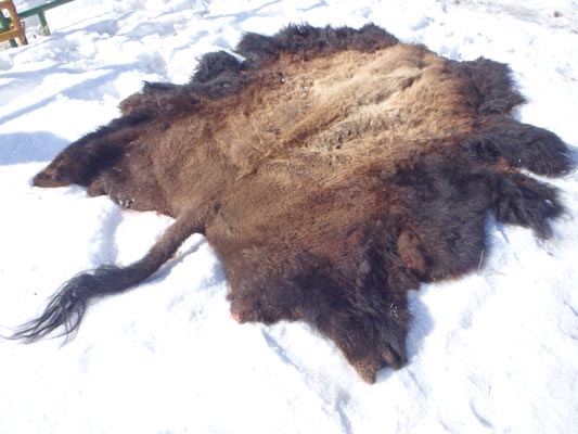 Bison hide on snow.