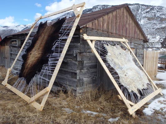 Bison hides in racks for tanning.