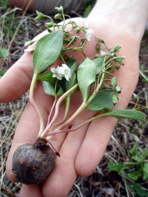 Harvesting an edible wild spring beauty tuber.