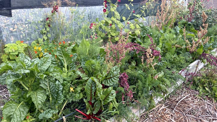 Polyculture garden bed.