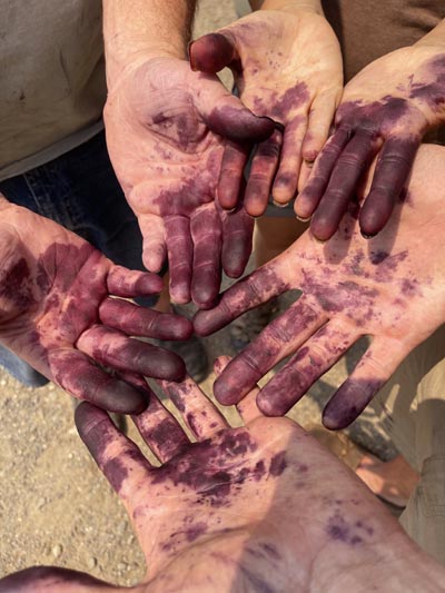 Hands stained purple with mulberry juice .