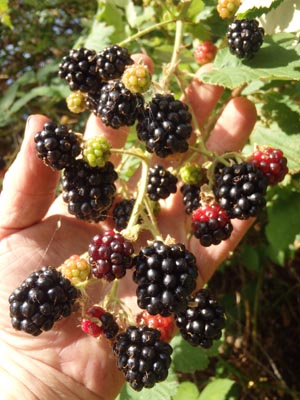 Blackberries.