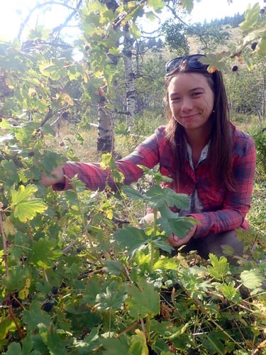 Picking gooseberries.