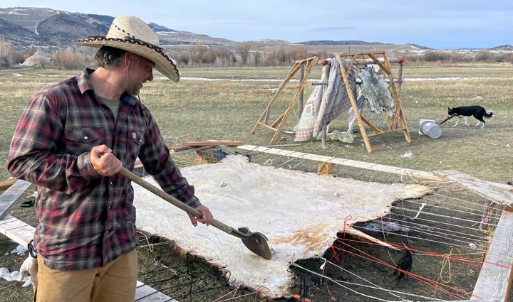 Braintanning a bison hide in a rack.