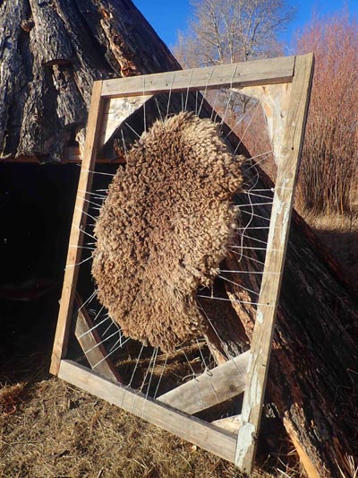 Sheep hide tanning in a rack.