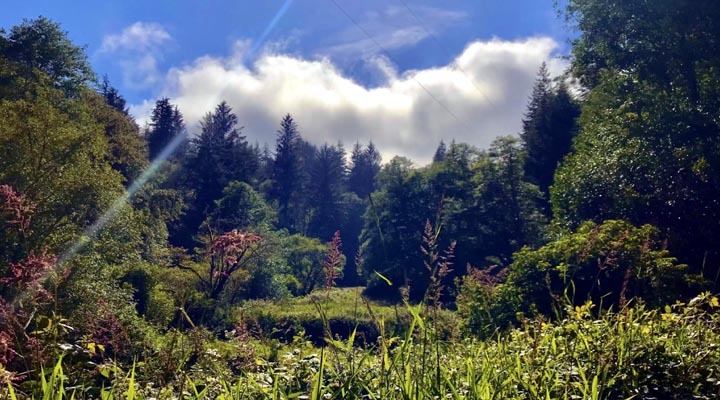 Forest along Beaver Creek, Oregon.