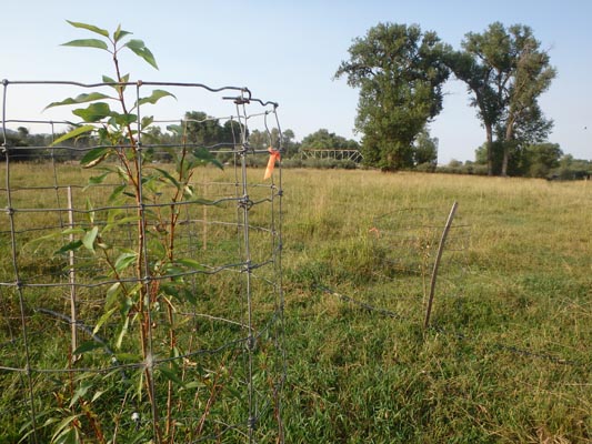 Cottonwood sapling with protective wire cage.