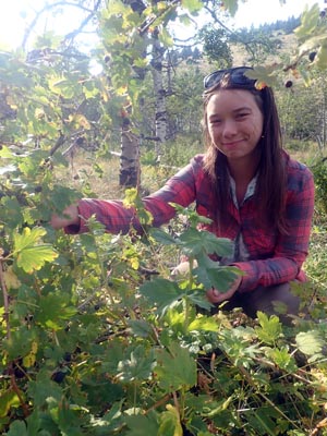 Dixie picking gooseberries.