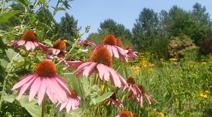 Echinacea garden.