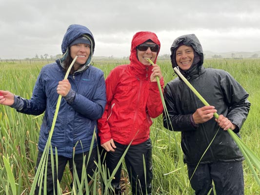 Foraging cattail leaves.