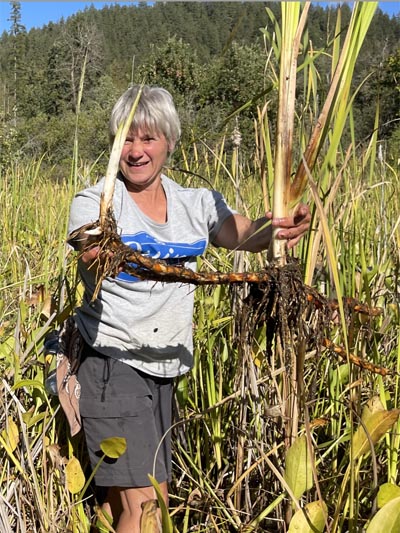 Harvesting cattail rhizomes.