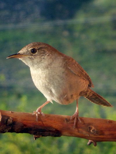 Bird Mentoring: Bird Identification and Bird Language