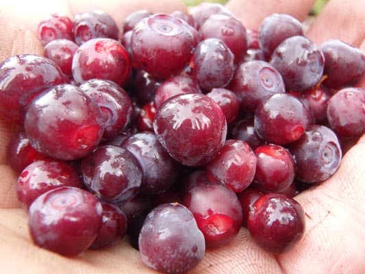 Handful of wild huckleberries.