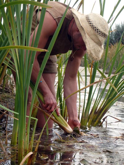 Harvesting cattails.