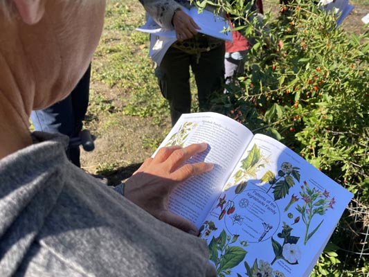 Keying out a shrub in the Nightshade family.