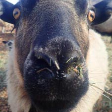 Sheep facing camera.