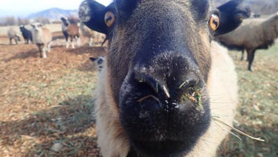 Close-up of a sheep face.