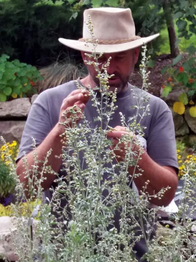 Identifying wormwood.