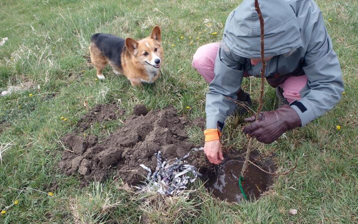 Planting a tree.