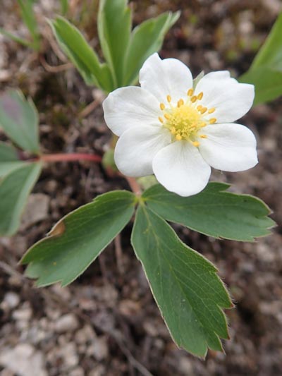 Wild strawberry blossom with six petals.