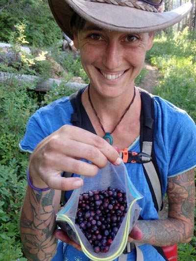 Huckleberry harvest.