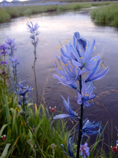 Blue camas (common camas) blooming along a creek.