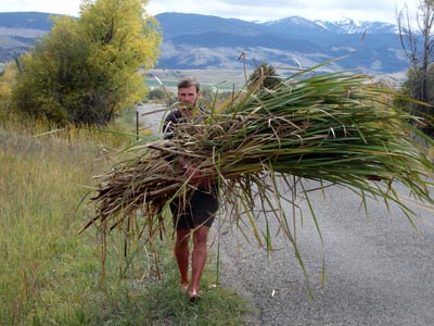 Collecting cattail leaves for a basket-making class.