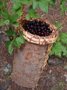 Huckleberries in a sprucebark basket.