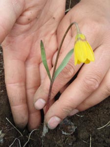 Yellowbell flower and corm.